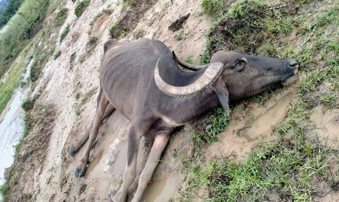 चितवनमा अर्ना मृत फेला